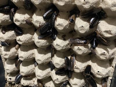 Dubia Cockroach