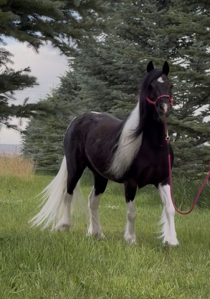 Gypsy Pony Mare