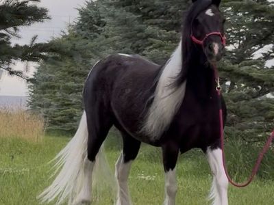 Gypsy Pony Mare