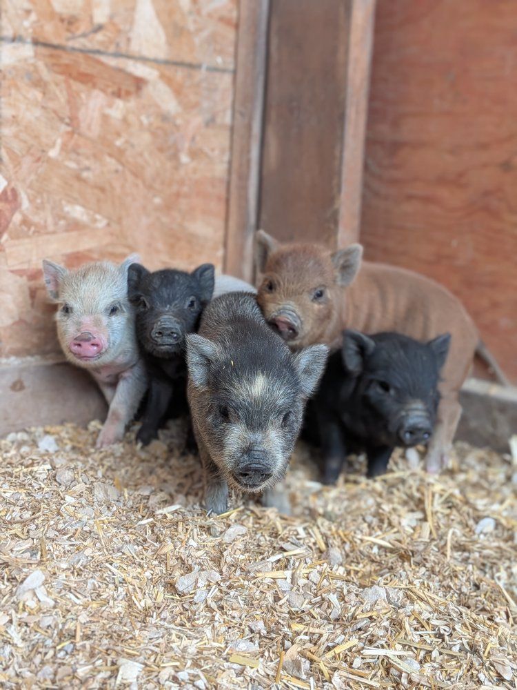 bottle babies Micro Mini PIG Juliana