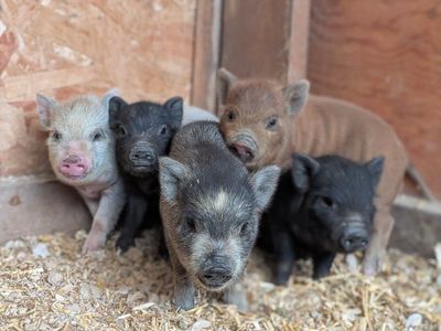 bottle babies Micro Mini PIG Juliana