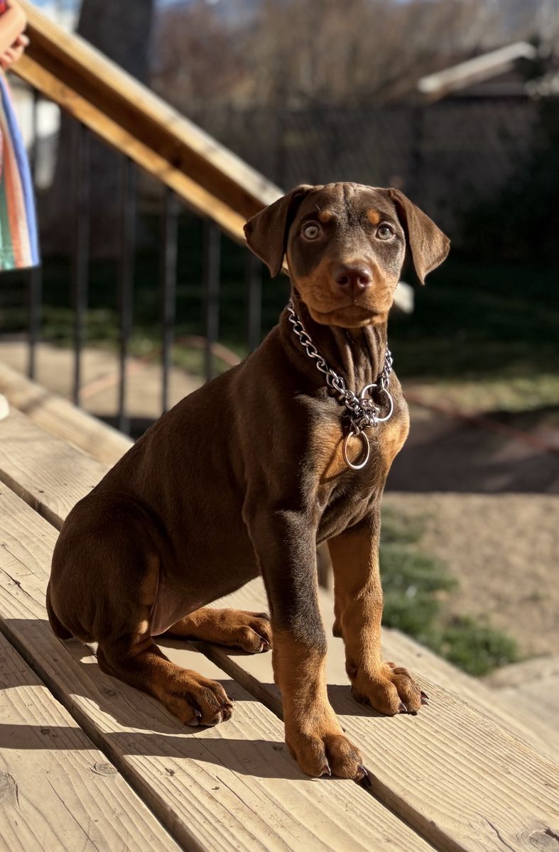 Purebred Female Doberman Puppy