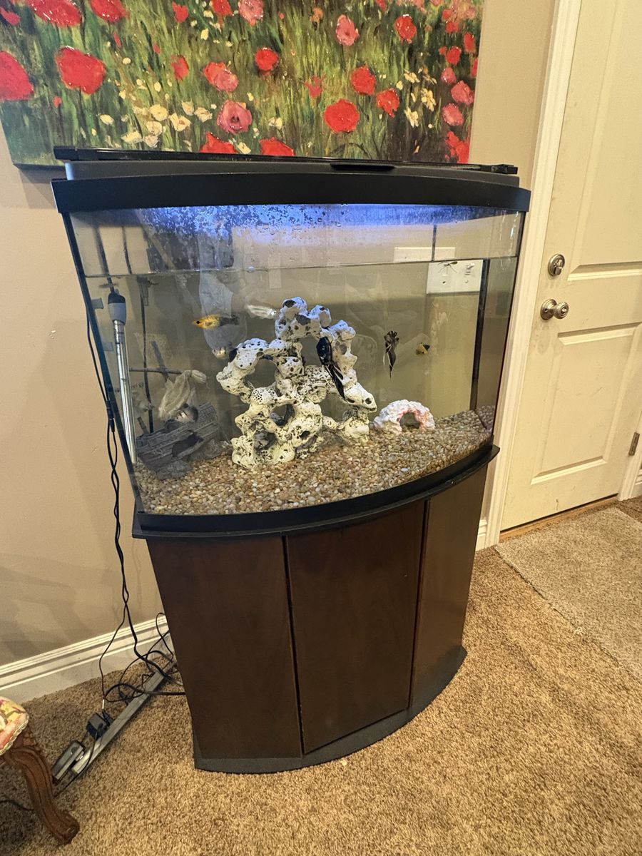 50 gallon fish tank and stand and everything in it