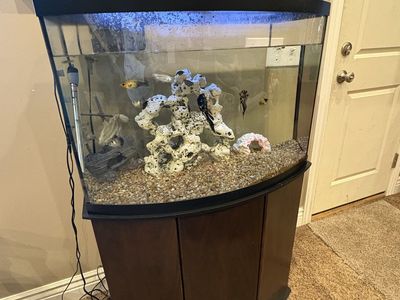 50 gallon fish tank and stand and everything in it