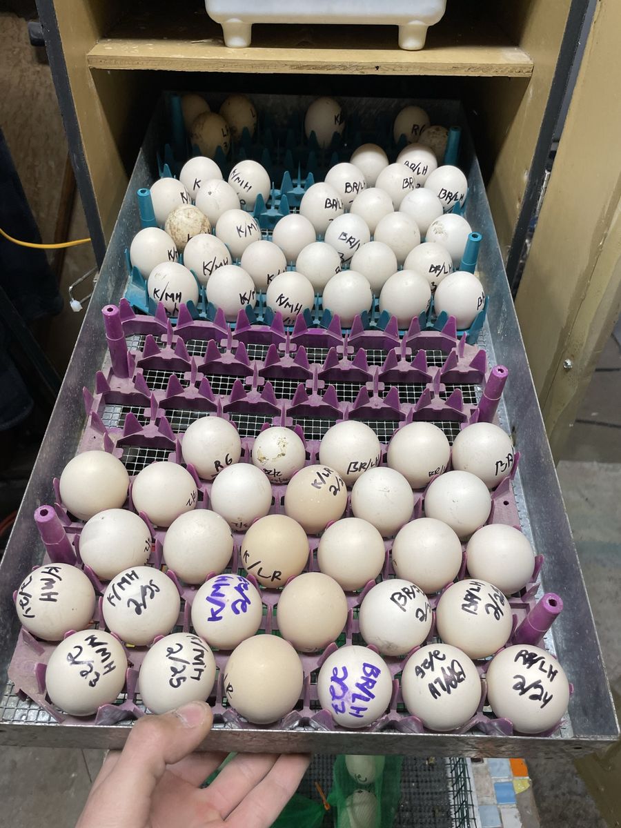 Custom hatching