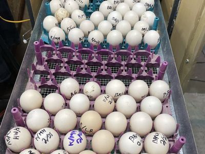 Custom hatching