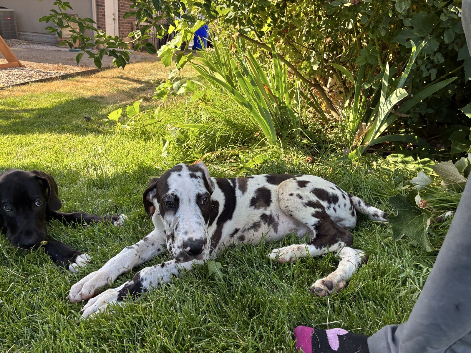 Great Dane puppies