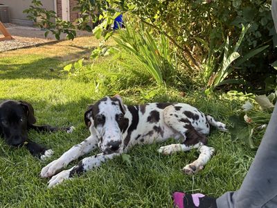 Great Dane puppies