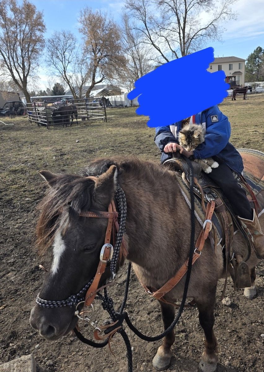 pony mare pregnant and with colt mini gypsy cross 3 for 1