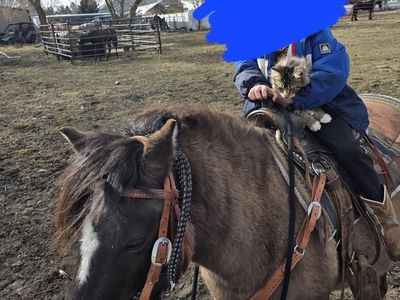 pony mare pregnant and with colt mini gypsy cross 3 for 1
