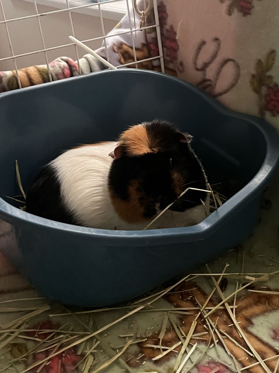 Loving Guinea Pig Seeking New Home - 5 Years Old, Healthy & Ready for Cuddles