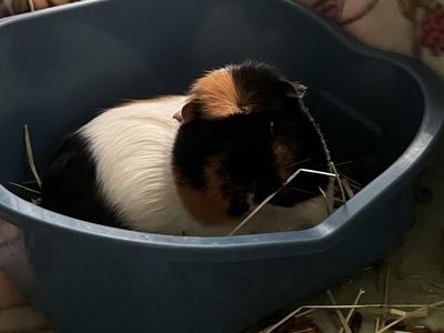 Loving Guinea Pig Seeking New Home - 5 Years Old, Healthy & Ready for Cuddles