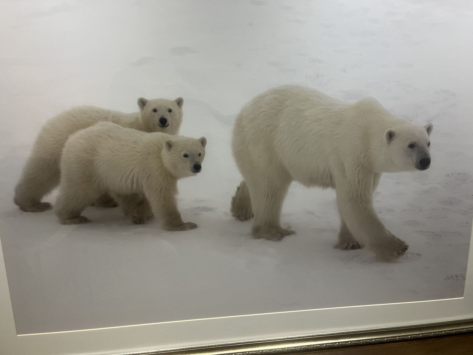 Framed Photographic Print - Polar Bear with Cubs - 40"x30" print; 47"x37" framed