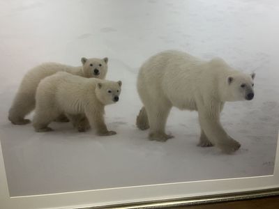 Framed Photographic Print - Polar Bear with Cubs - 40"x30" print; 47"x37" framed