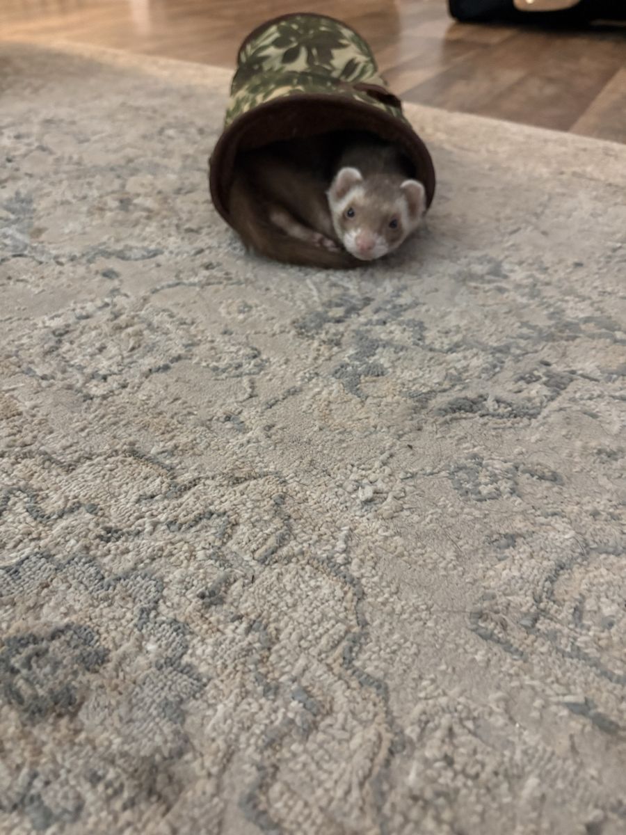 Ferret