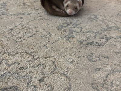 Ferret