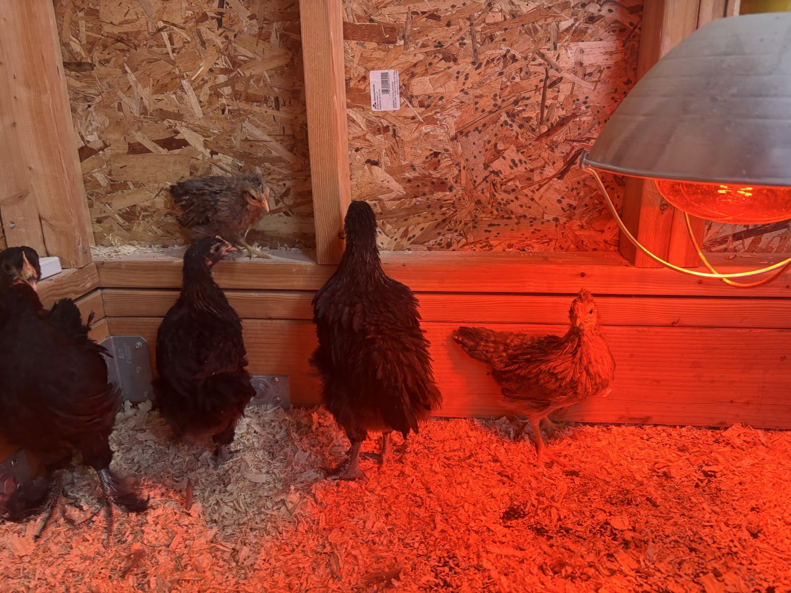 Black Cochin, Cream Legbar pullets