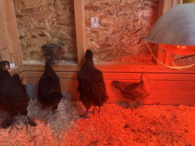 Black Cochin, Cream Legbar pullets
