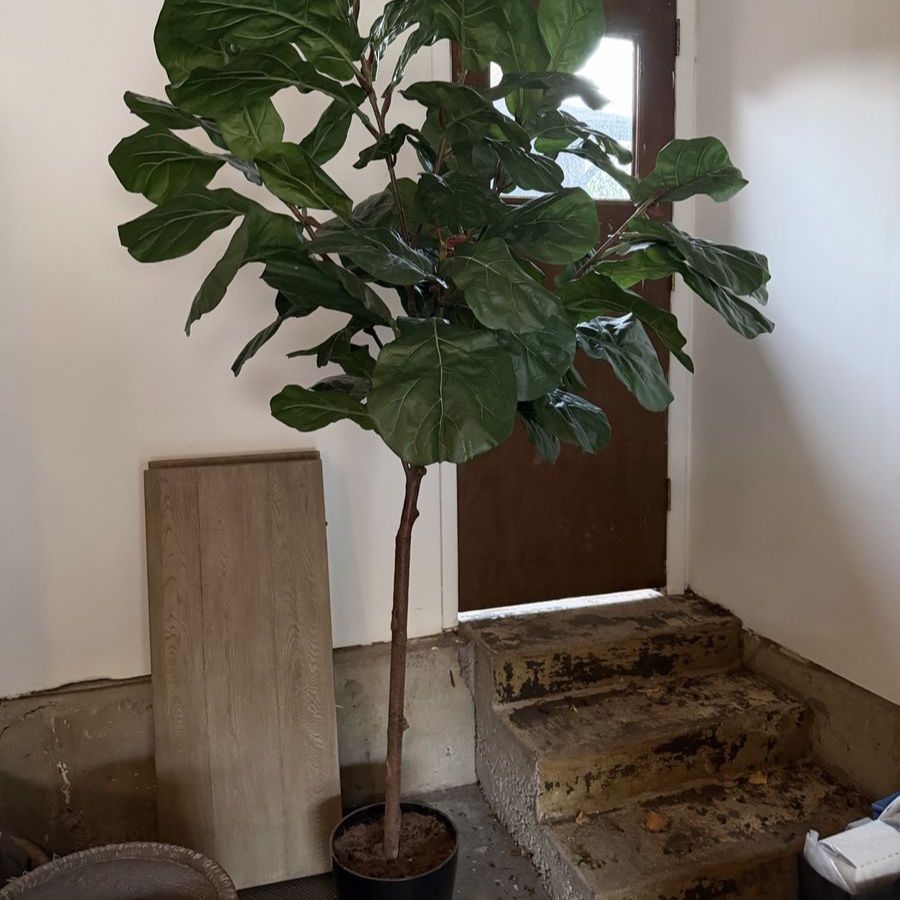 Large Artificial Fiddle Leaf Fig Tree - Restoration Hardware