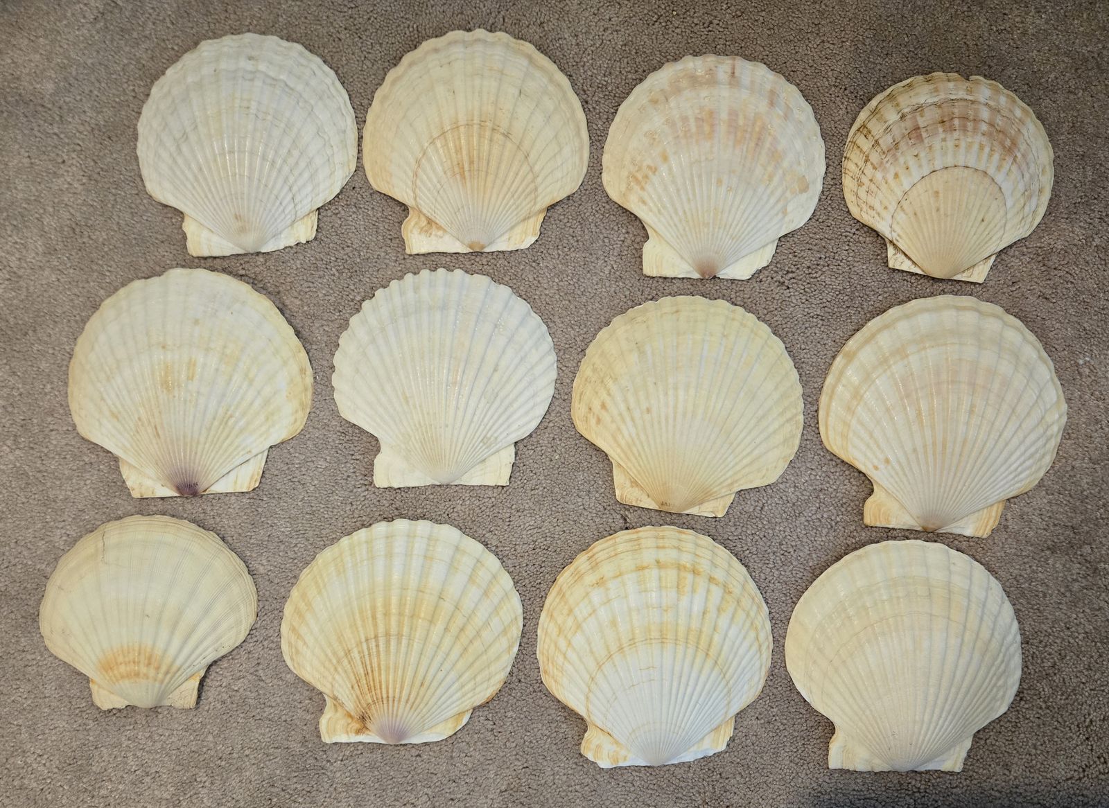 Lot of 12 Natural Scallop Shells for Making Jewelry, Shell Crafts & Home Decor