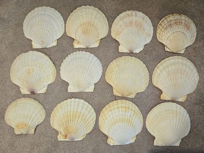 Lot of 12 Natural Scallop Shells for Making Jewelry, Shell Crafts & Home Decor