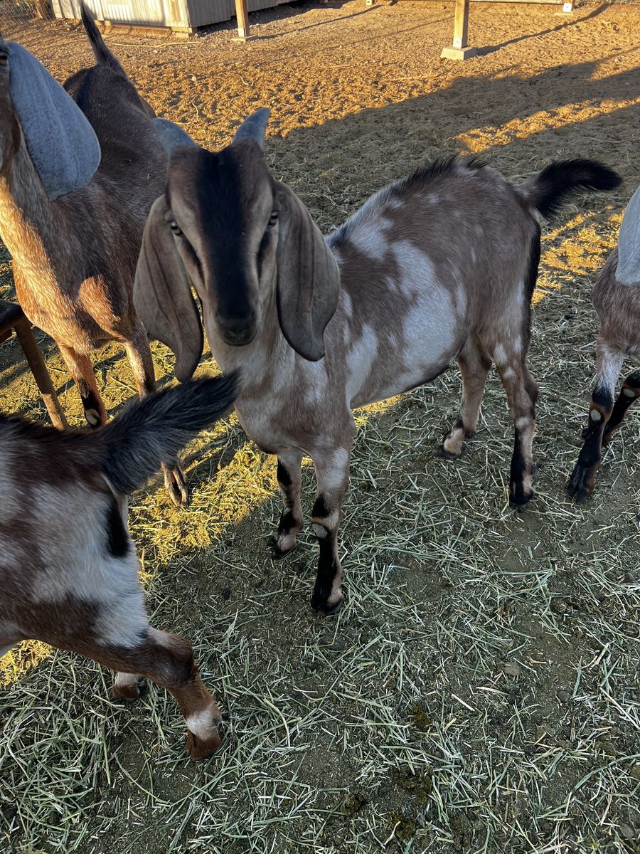 Purebred unregistered Nubian bucklings