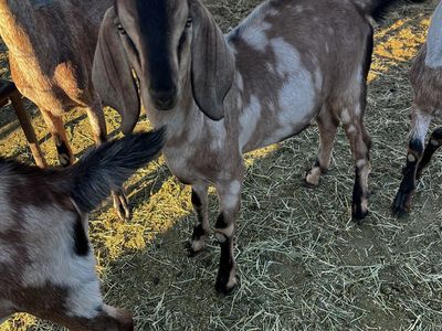 Purebred unregistered Nubian bucklings