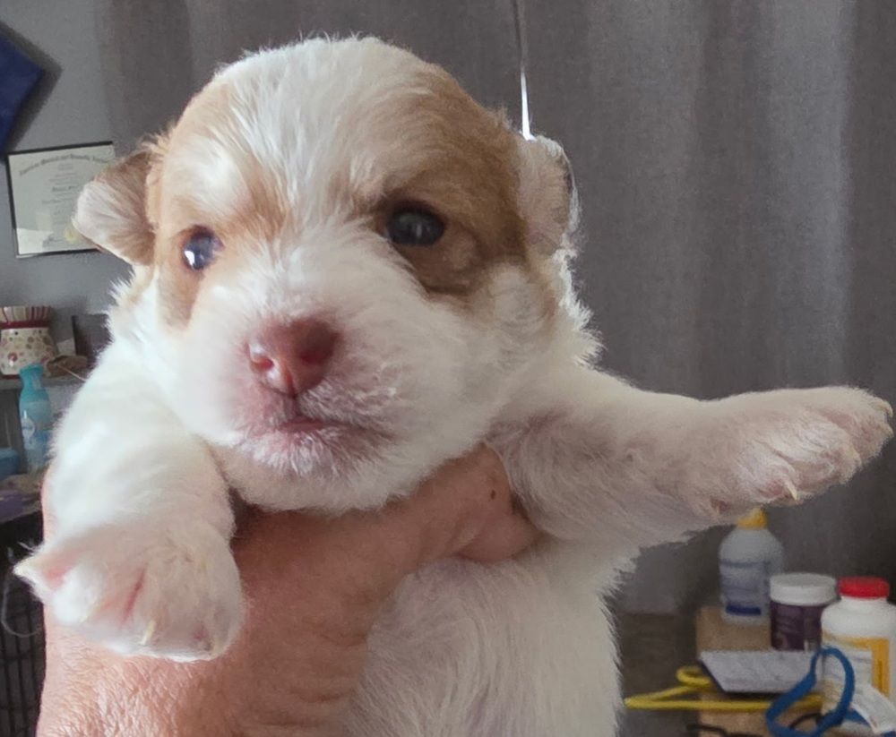 Shih Tzu Mix Puppy (Weasley)