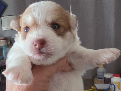Shih Tzu Mix Puppy (Weasley)
