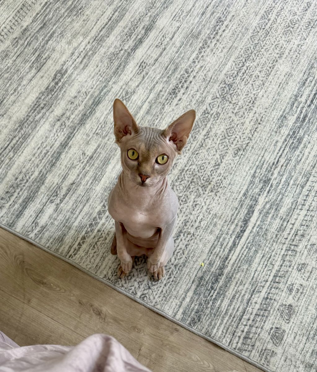 Velvet Blue Sphynx Stud