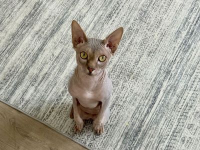 Velvet Blue Sphynx Stud