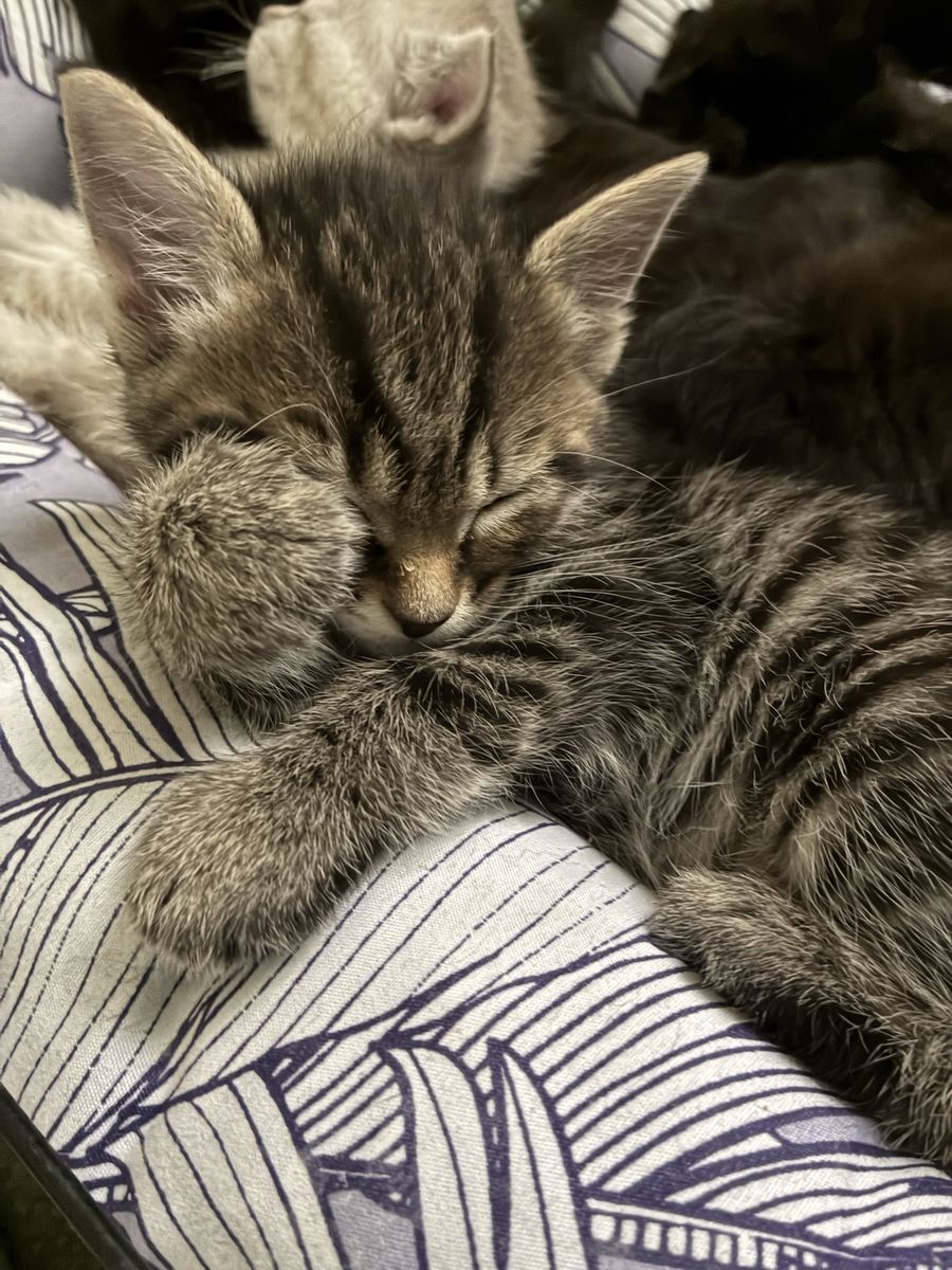 8 week old Kittens