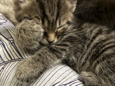 8 week old Kittens