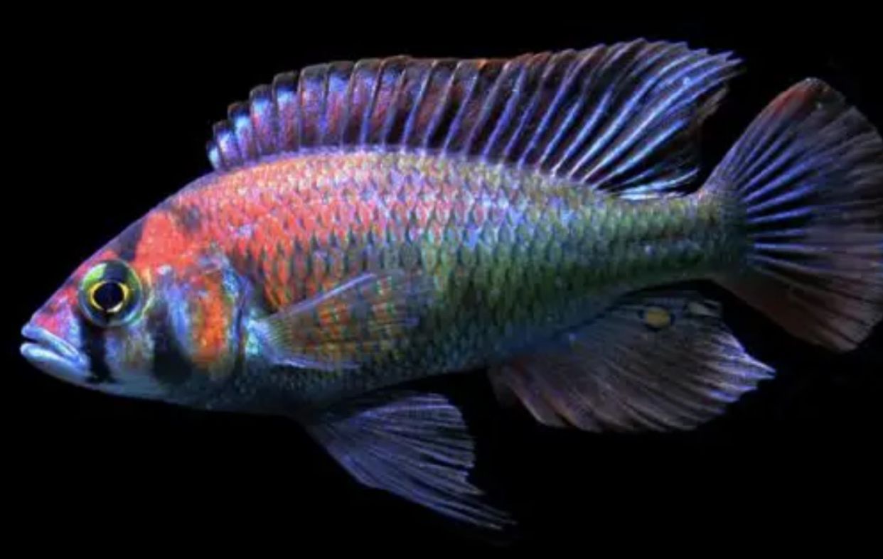 African cichlids