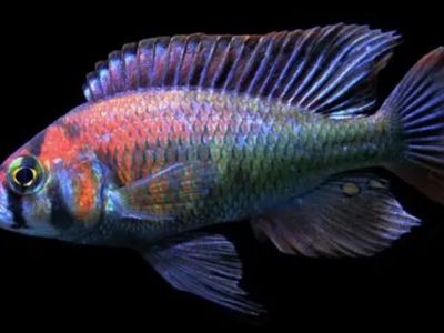 African cichlids