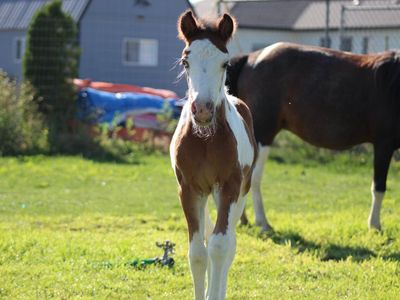 Gypsy x colt