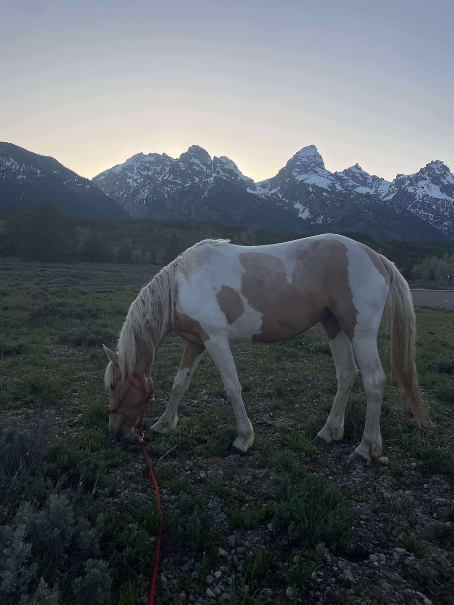 4 year old titled mustang