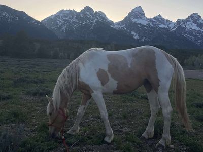 4 year old titled mustang