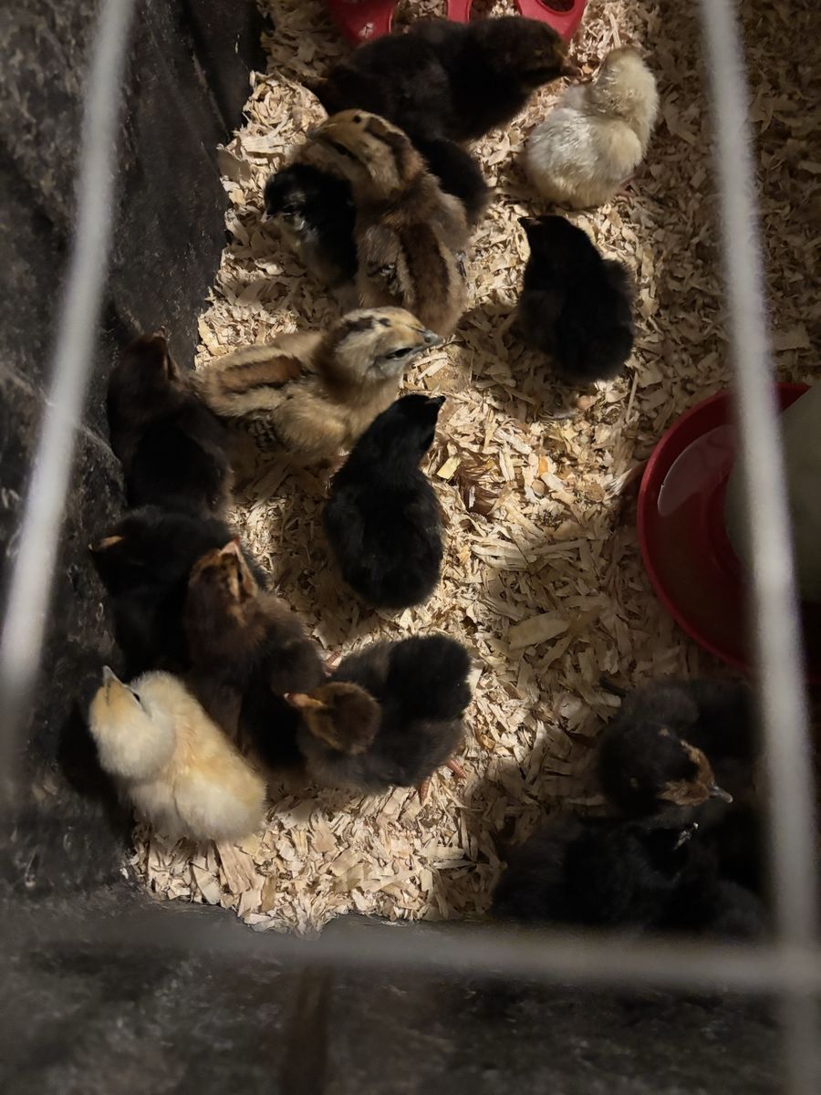 Barnyard Mix Chicks