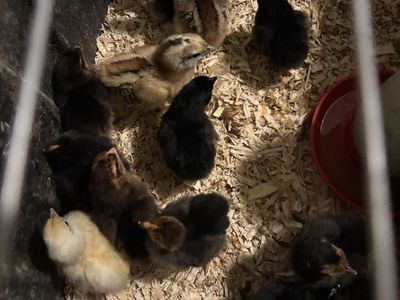Barnyard Mix Chicks