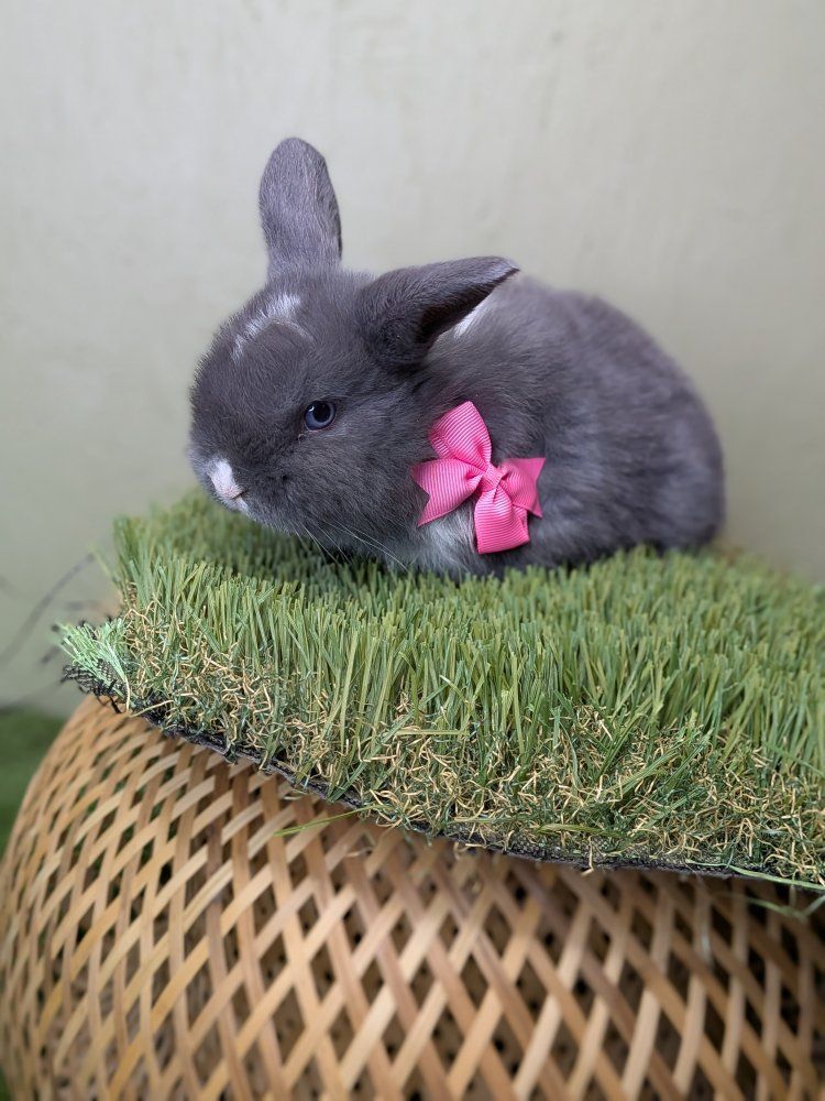 pure bread Holland lops