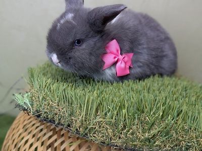 pure bread Holland lops