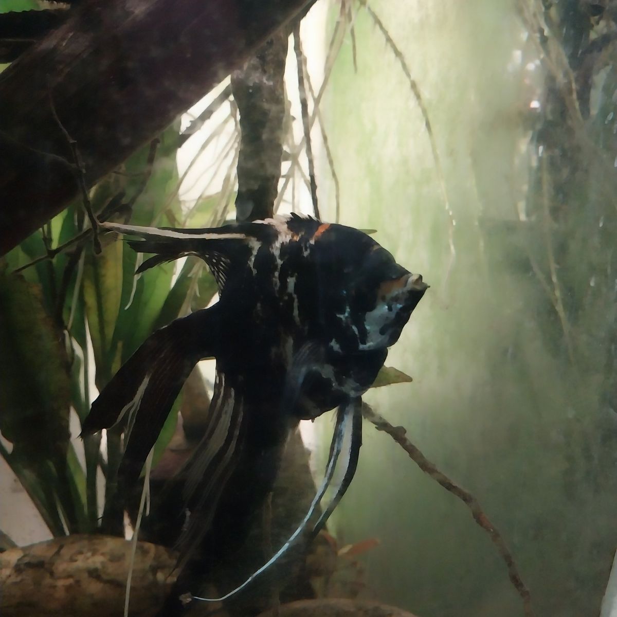 Large black marble angelfish For Sale Or trade