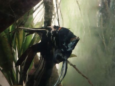Large black marble angelfish For Sale Or trade