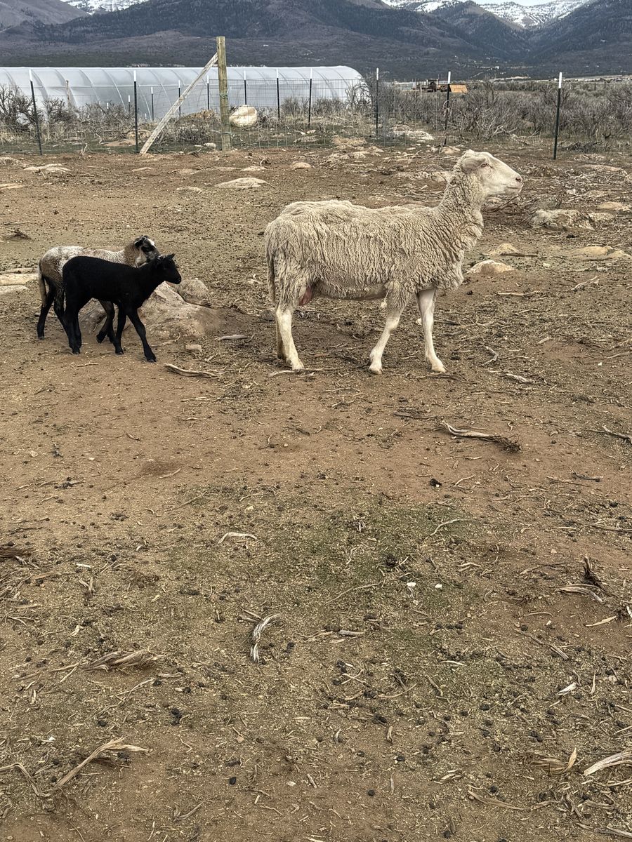 Sheep