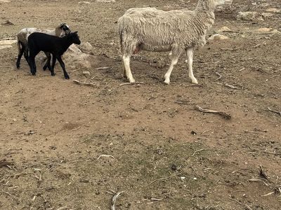 Sheep