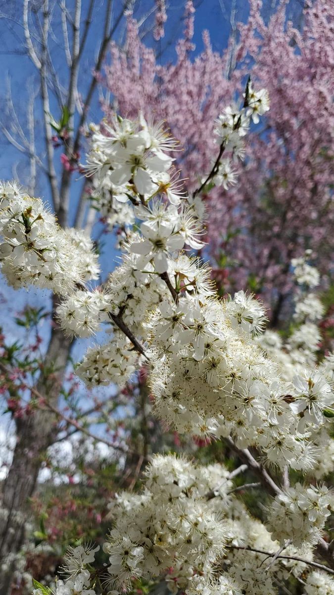 Heirloom Patowatomi Plum Hardy Delicious Pink plums