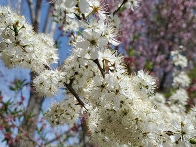 Heirloom Patowatomi Plum Hardy Delicious Pink plums