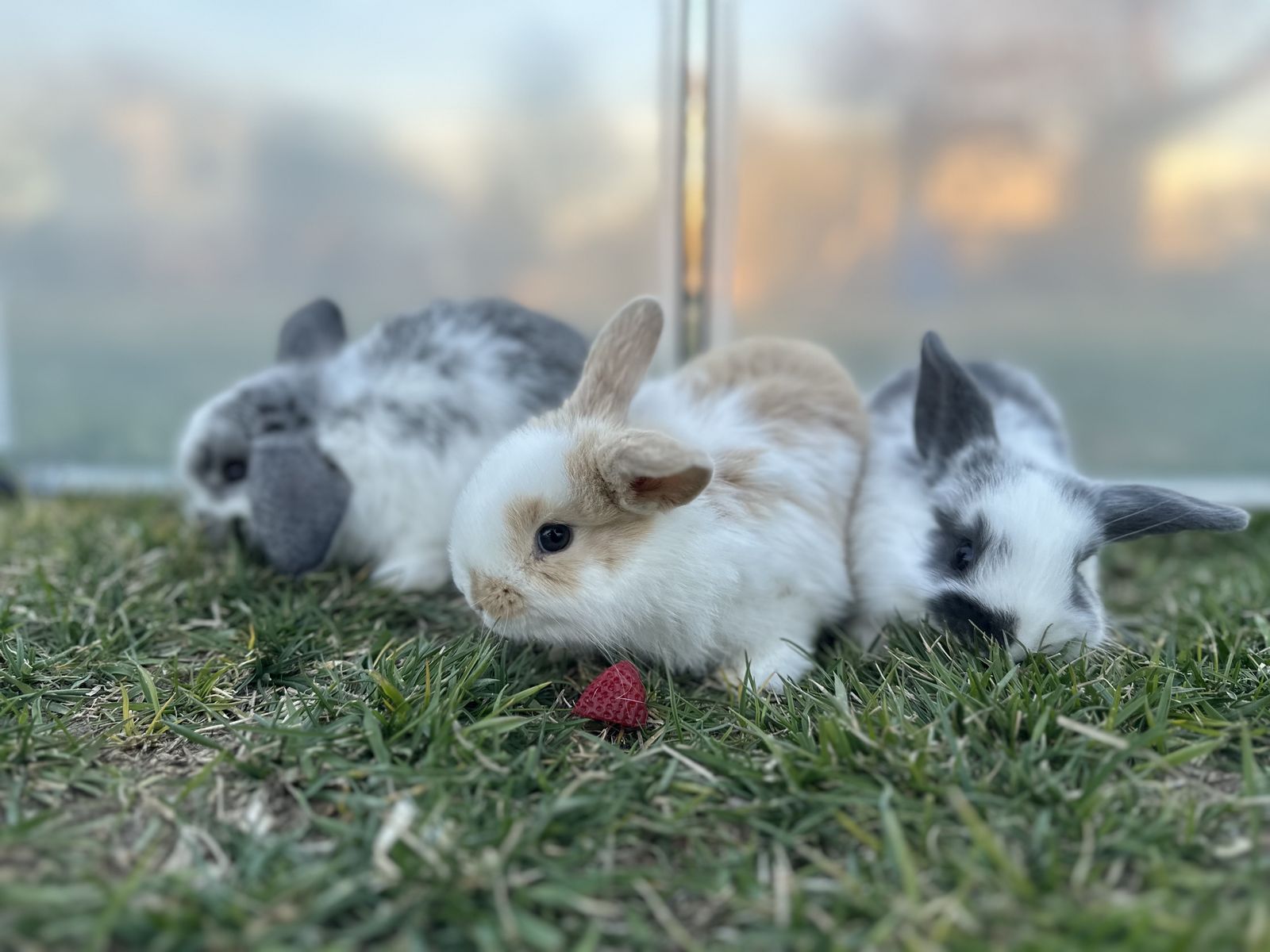 Sweet Bunnies Ready For Easter Morning