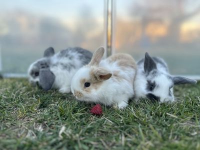 Sweet Bunnies Ready For Easter Morning